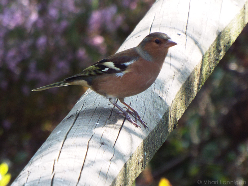 Chaffinch - Male