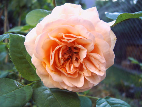 Rose Abraham Darby