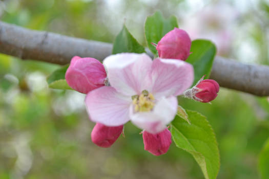 A single flower