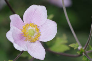 Japanese Anenome