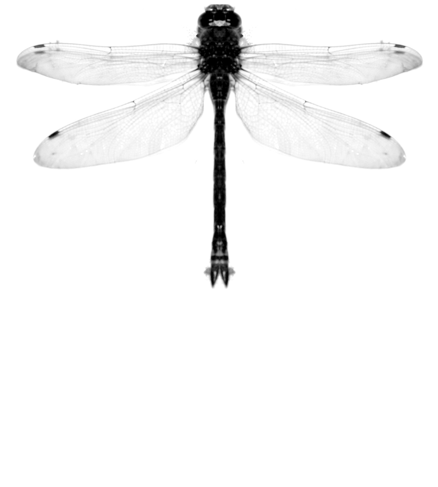 dragonfly.