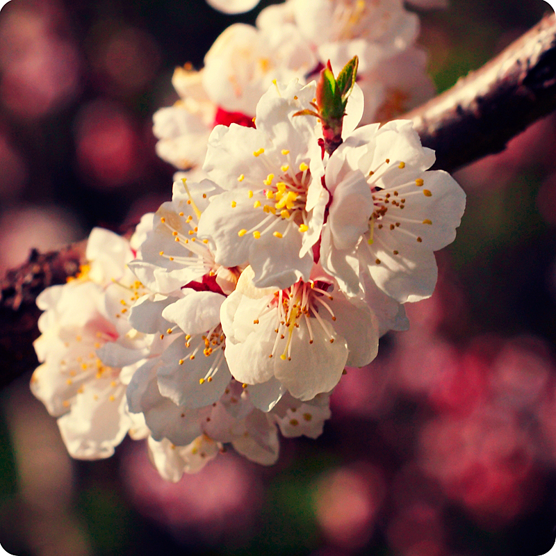 Oriental cherry