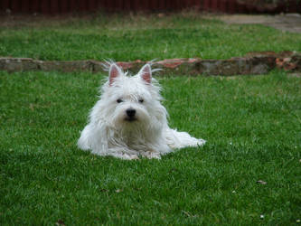 Westie