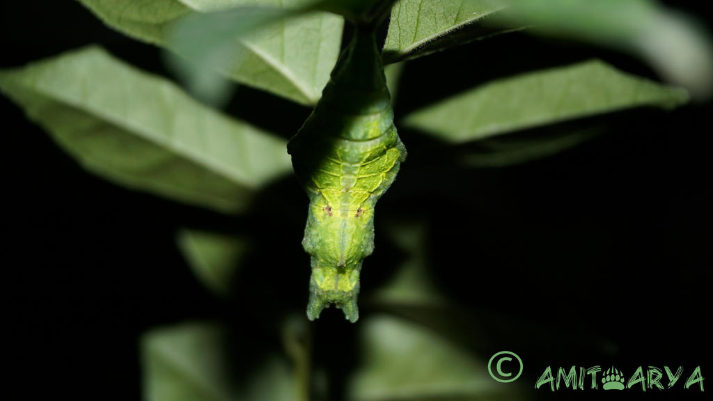 Pupa state of a caterpillar . 