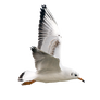 png gaviota