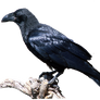 cuervo png