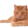 png cat