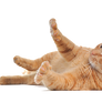 png cat