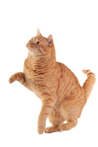 png cat