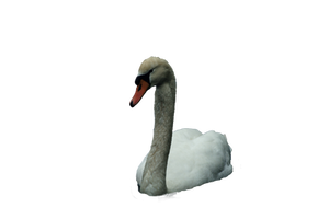 cisne png