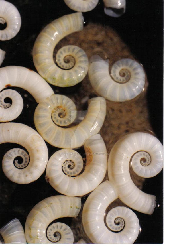 shell curls by ddloveofart72 on DeviantArt
