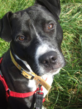 Spike - RSPCA Leeds