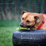 I do love tyres - Skipper RSPCA Leeds