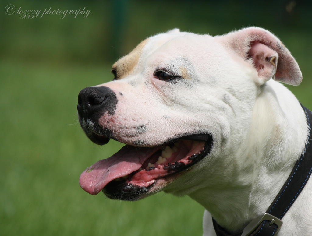 Lovely Roxy by lozzzy on DeviantArt