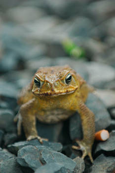 Toad