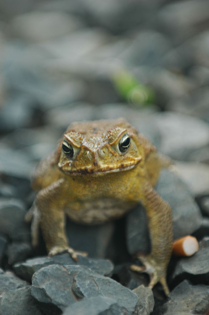 Toad