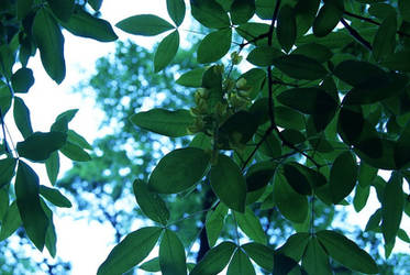 leaf pattern