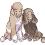 C: Poodle Cheebs