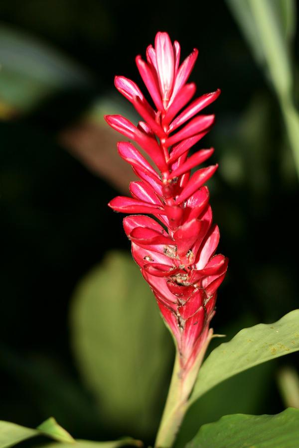 pretty flora by arish24594 on DeviantArt