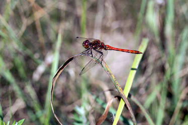 Dragonfly