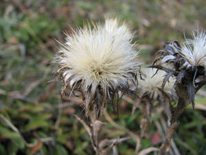 Thistle