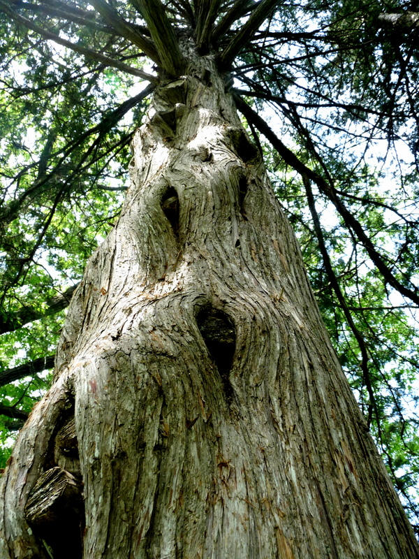 Knobby Tree by predatoress27 on DeviantArt