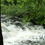 U.S.: Wooded Stream