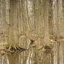 U.S.: Swamp Thing