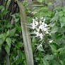 White flower