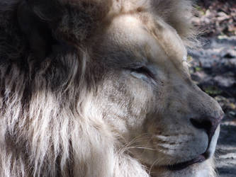 a lion just chilling beautyfull picture