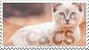 Cats Stamp