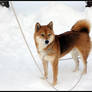 Snowy Shiba