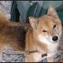 Shiba and Snow