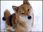 Shiba's New Snow by martonsleftshoe