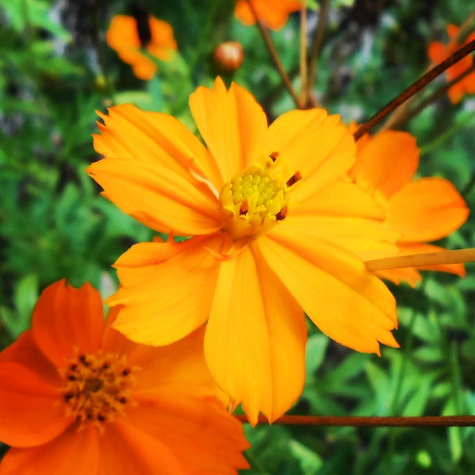 Small yellow flower