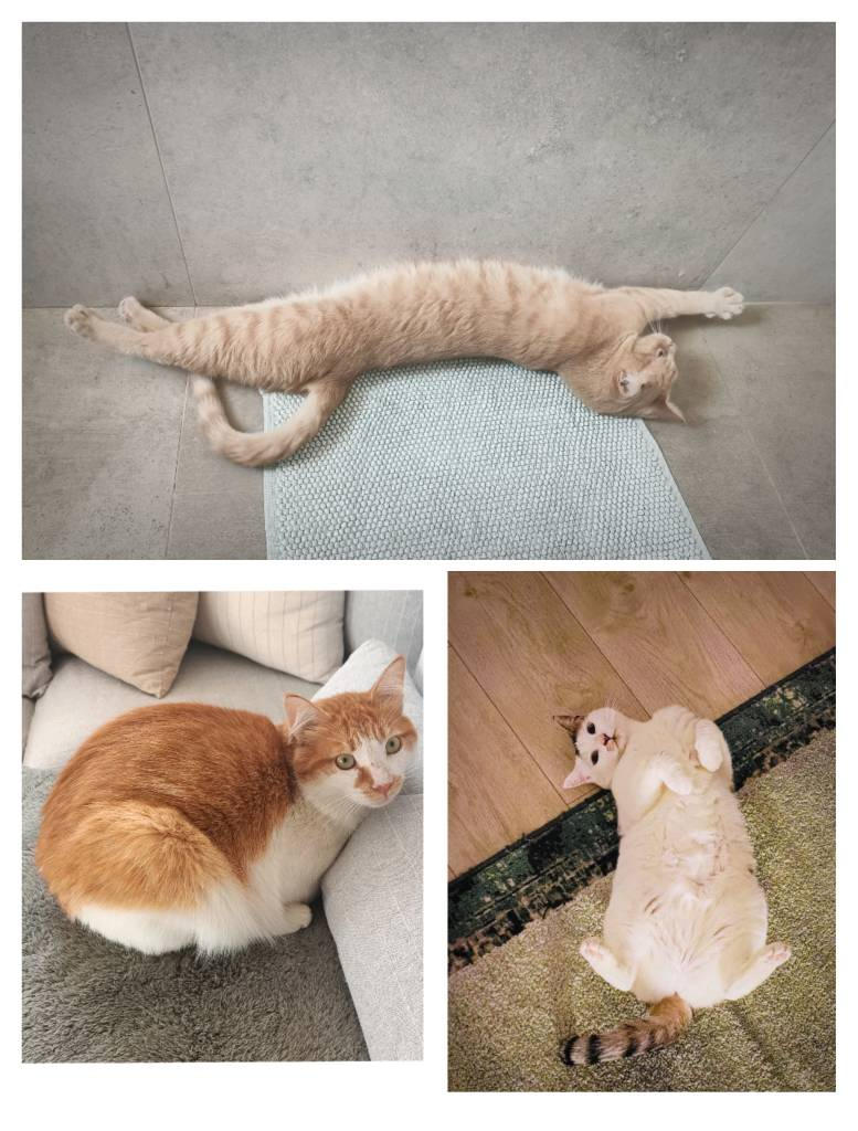 Basic Cats Shapes by MyFunnyAnimals on DeviantArt