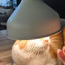 Purrlosophy of Light