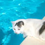 Sun Pool Cat