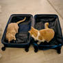 Travel Cat-panion