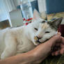 Love Meow