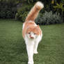 Pawsitive Caturday