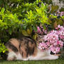 Flower Caturday