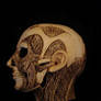 Anatomy of Human Head