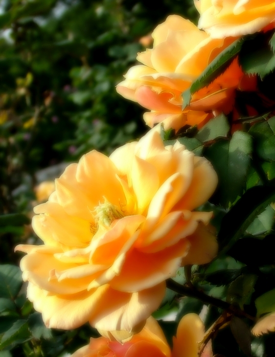 Yellow Rose