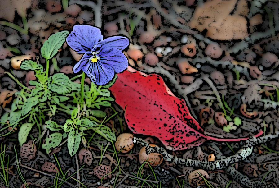 Persistent Pansy