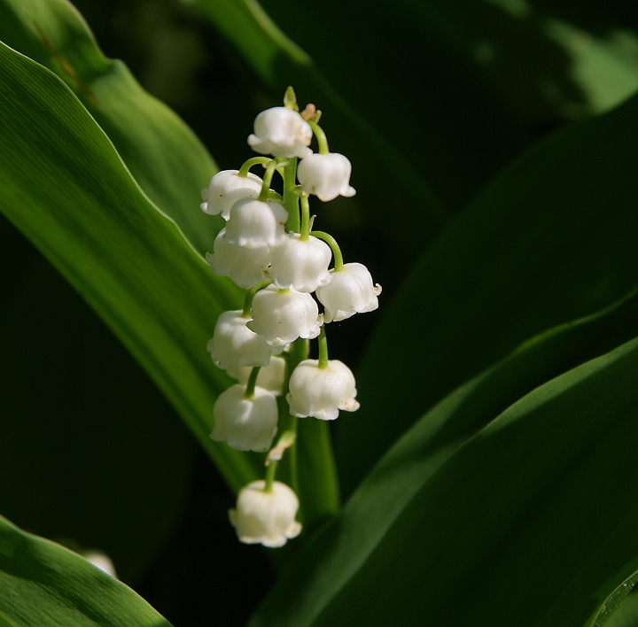 Lilies of The Valley