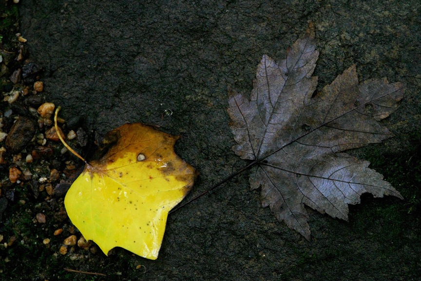 Forest Floor No. 847