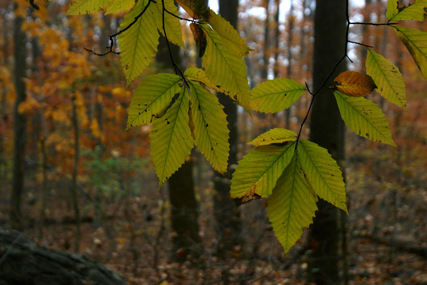 Into Autumn