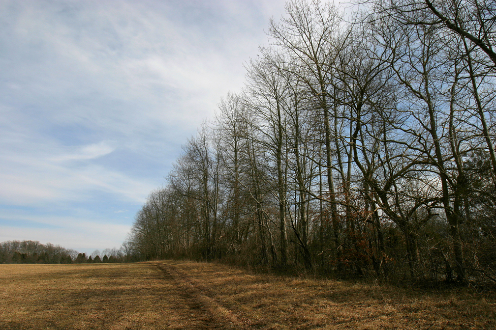 Hedge Walk