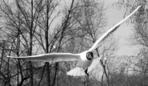 Bird BW